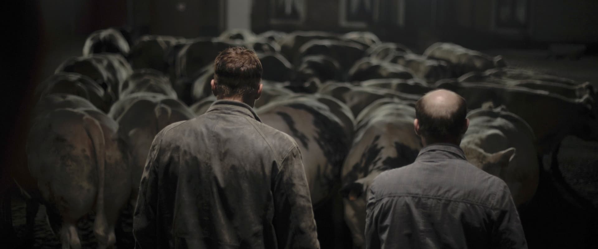 دانلود فیلم Bullhead 2011 (کله‌شق 2011) بدون سانسور با زیرنویس فارسی