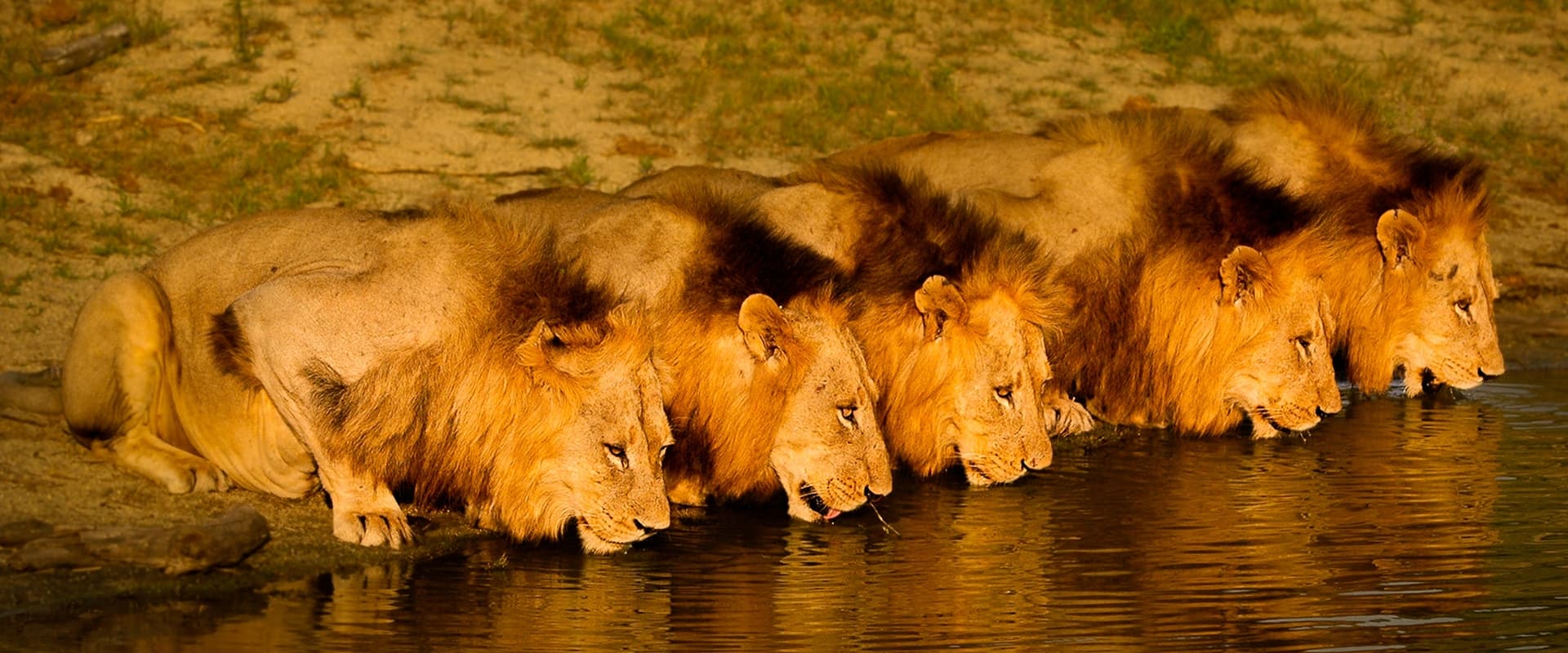 دانلود مستند Brothers in Blood: The Lions of Sabi Sand 2015 (برادران تنی 2015) بدون سانسور با زیرنویس فارسی