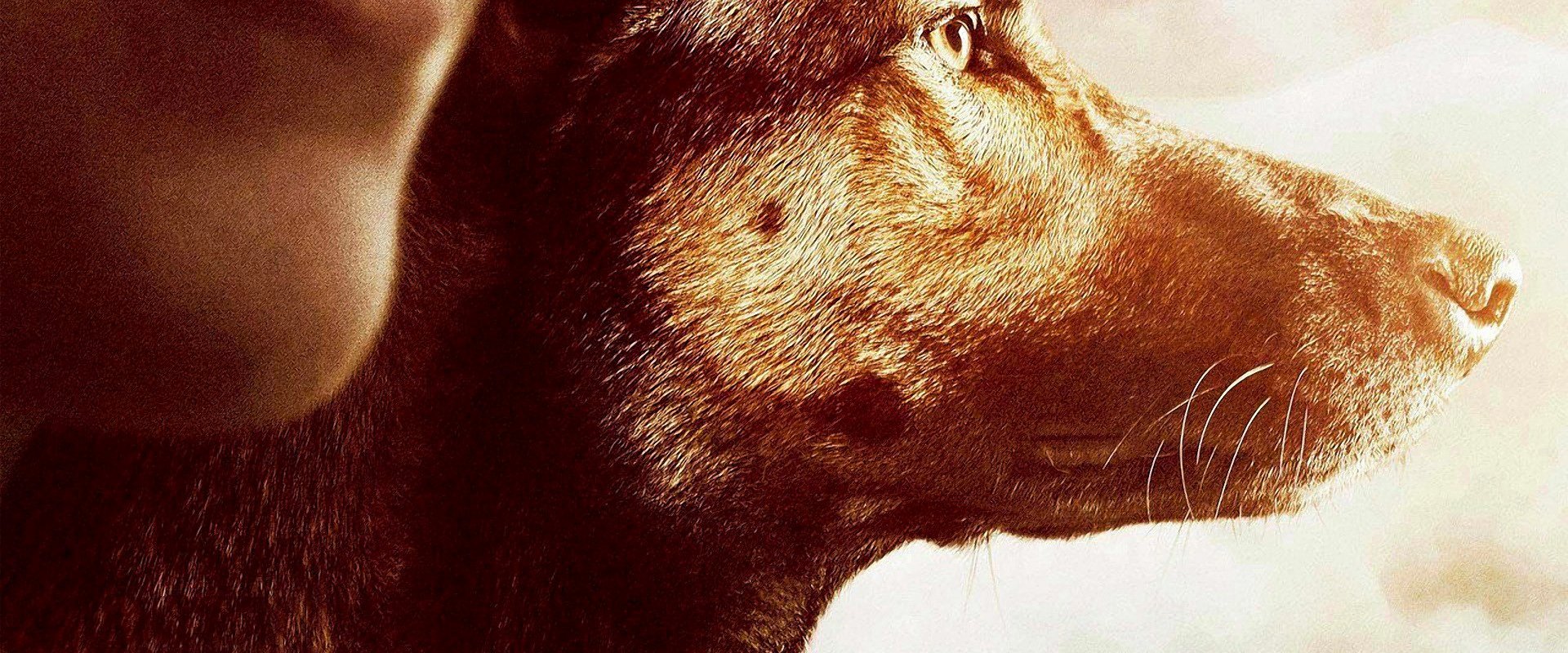 دانلود فیلم Max 2015 (مکس 2015) بدون سانسور با زیرنویس فارسی