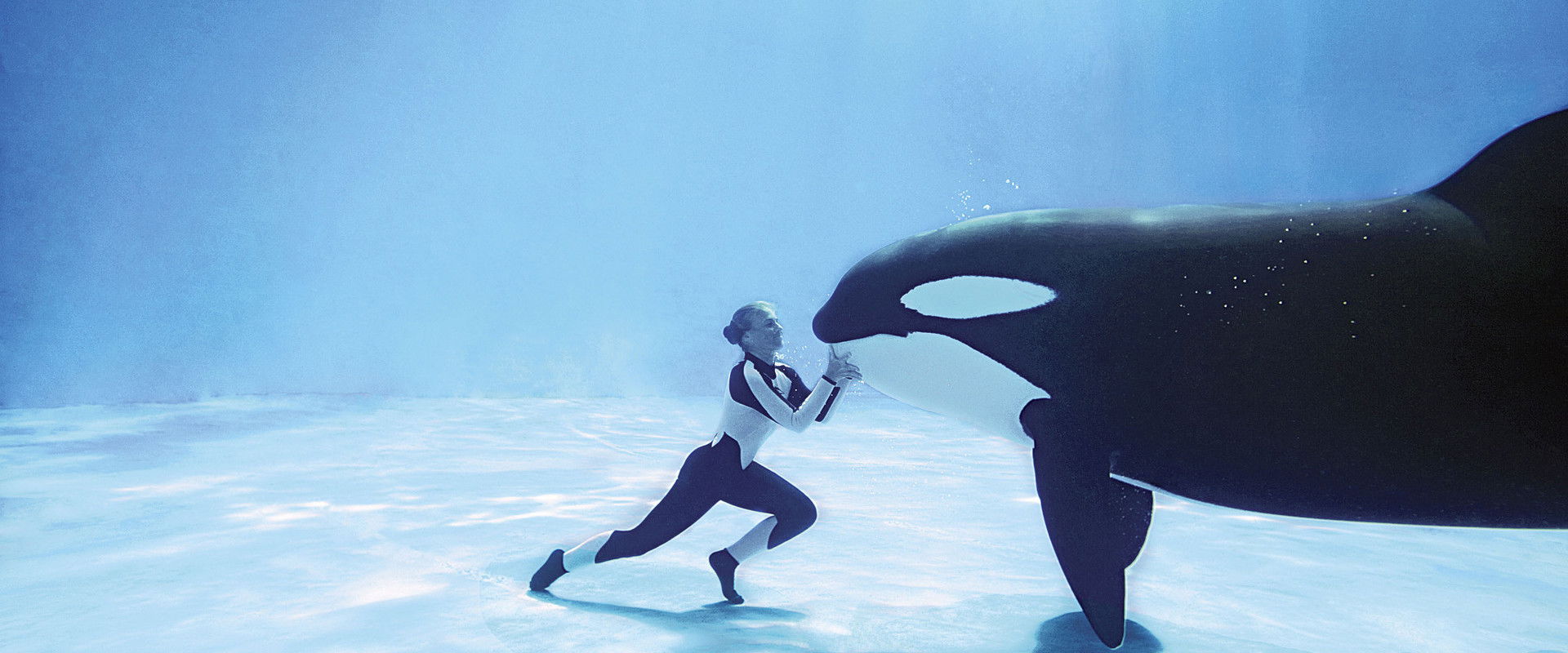 دانلود مستند Blackfish 2013 (ماهی‌سیاه 2013) بدون سانسور با زیرنویس فارسی